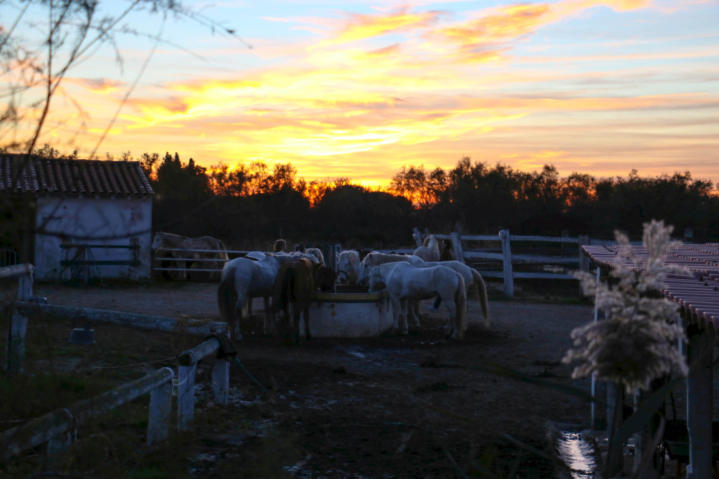 Pferde Camargue