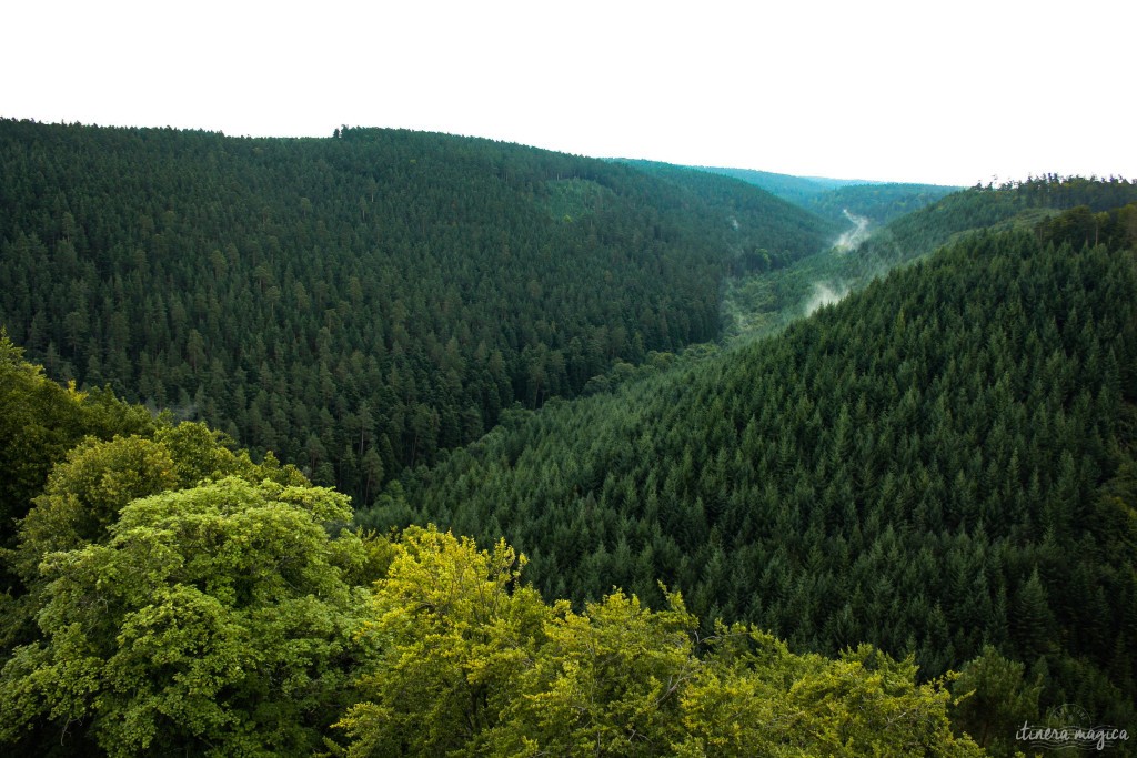 Tiefer elsässischer Wald.