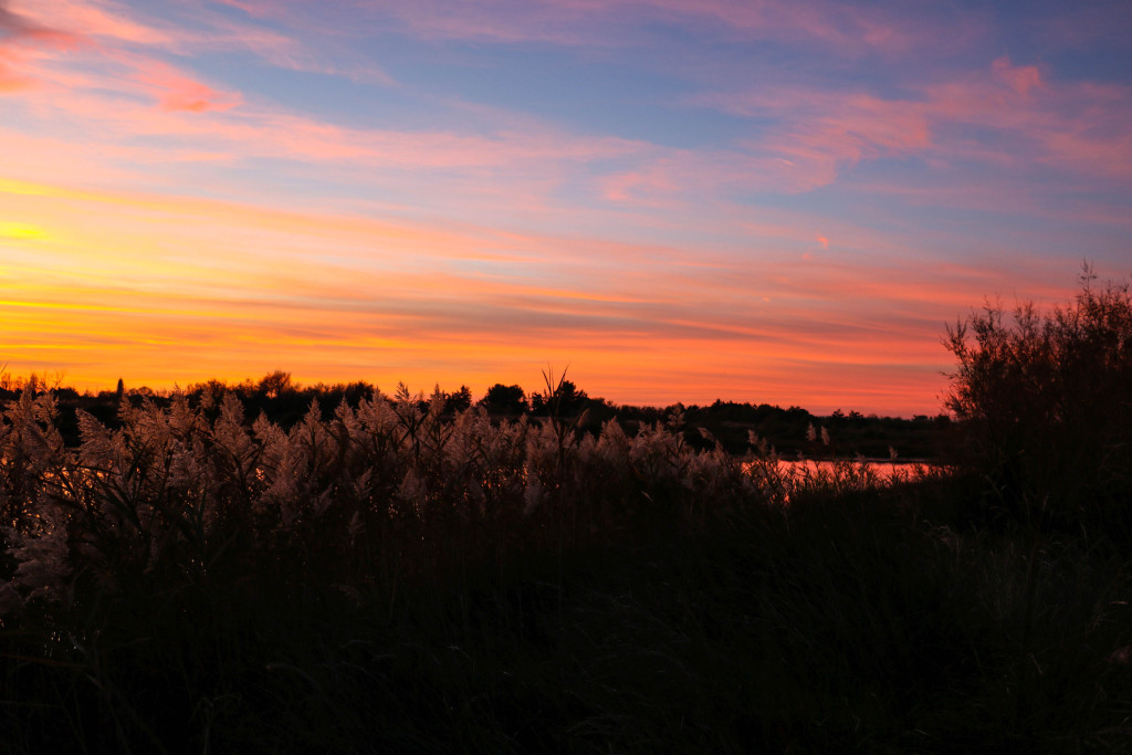 camargue