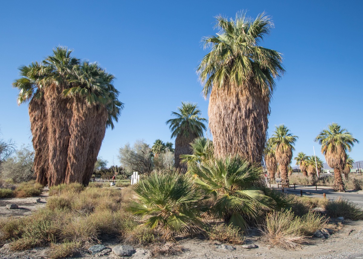 palmiers de californie