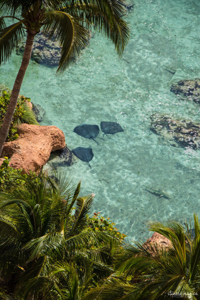 L'Atlantis à Nassau, Bahamas, ou le plus fabuleux hôtel de ma vie. Récit et conseils pour devenir une petite sirène. Atlantis bahamas blog