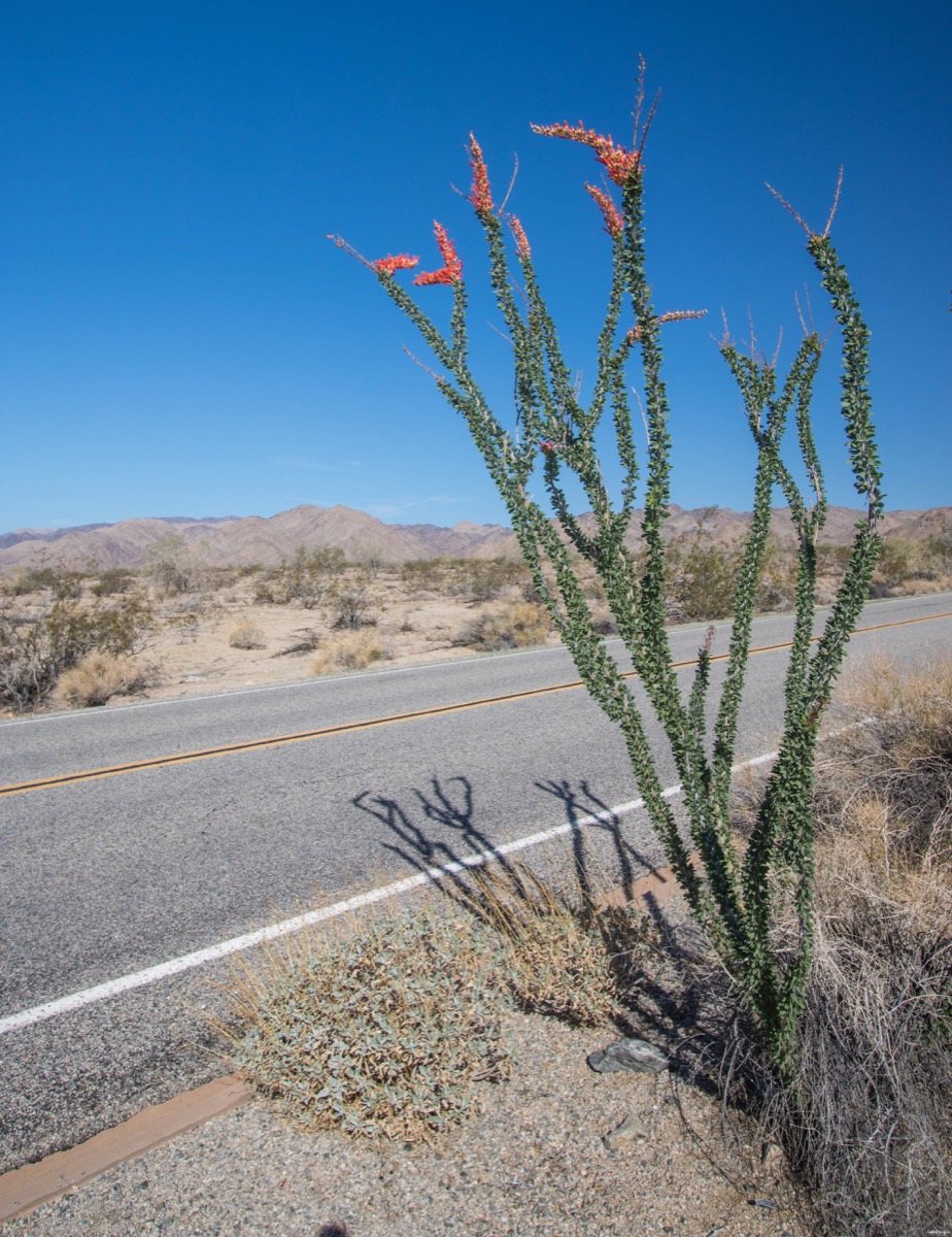 Visitez Joshua Tree, le pays des cactus. Blog sur la Californie désertique. Blog Joshua Tree