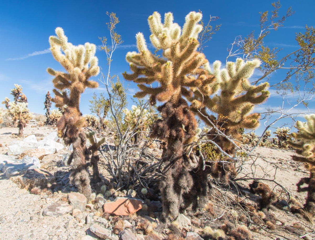 Visitez Joshua Tree, le pays des cactus. Blog sur la Californie désertique. Blog Joshua Tree