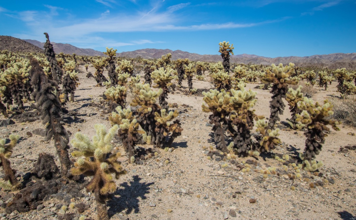 Visitez Joshua Tree, le pays des cactus. Blog sur la Californie désertique. Blog Joshua Tree