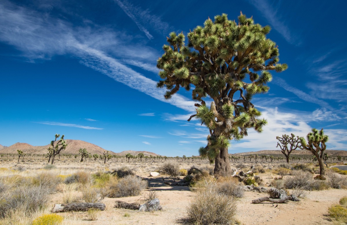 Visitez Joshua Tree, le pays des cactus. Blog sur la Californie désertique. Blog Joshua Tree