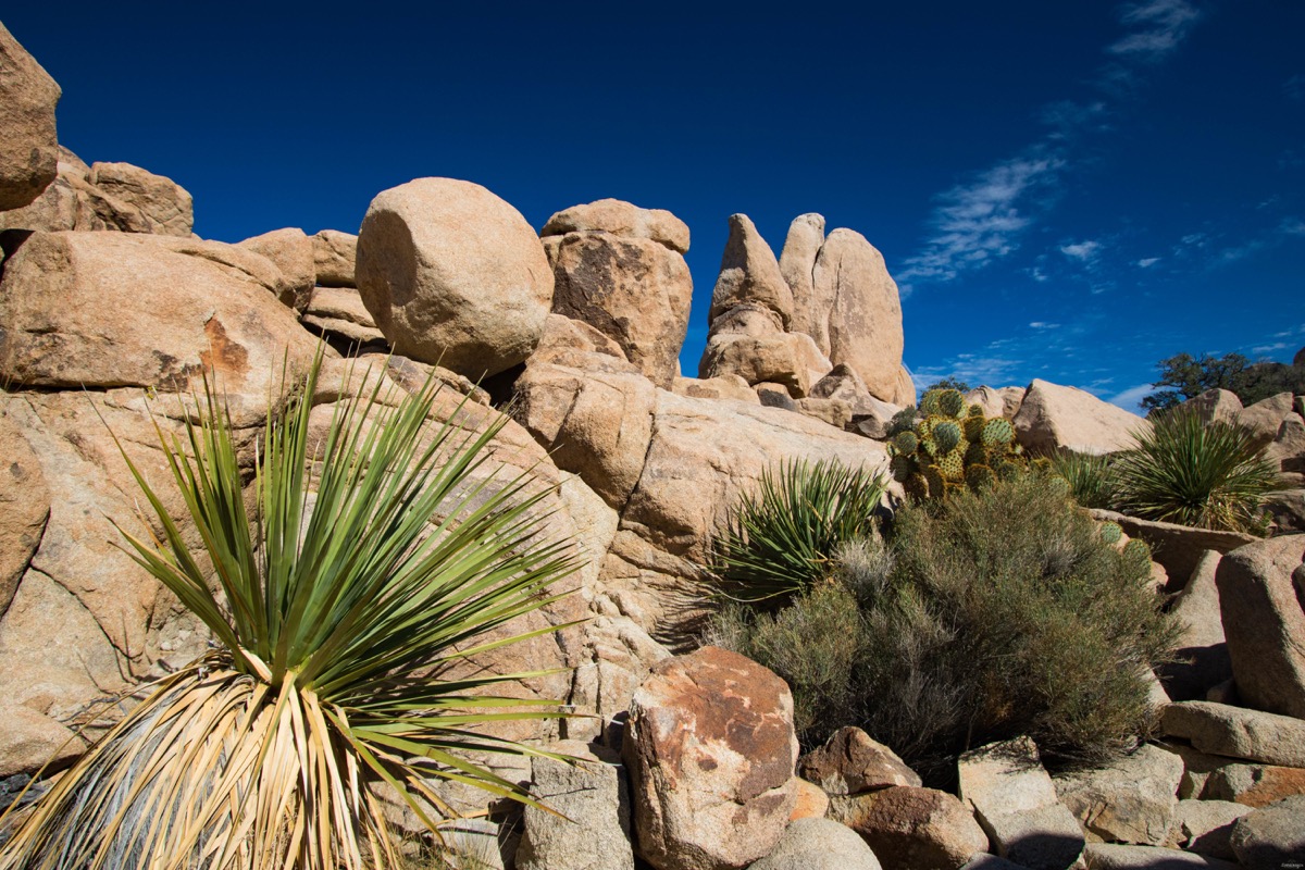 Visitez Joshua Tree, le pays des cactus. Blog sur la Californie désertique. Blog Joshua Tree