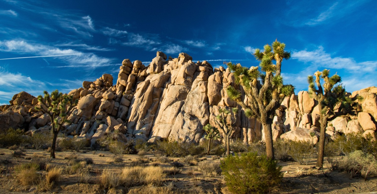 Visitez Joshua Tree, le pays des cactus. Blog sur la Californie désertique.