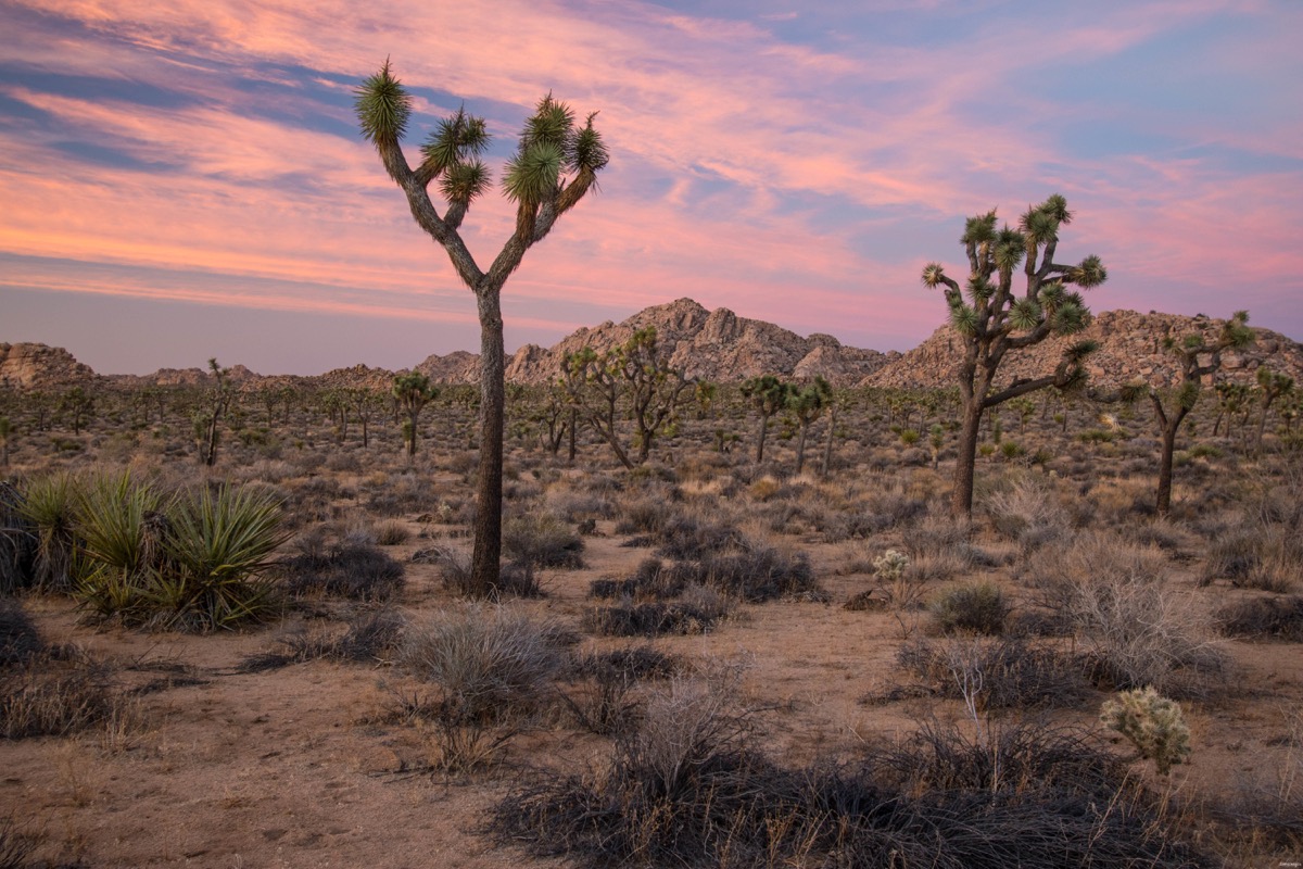 Visitez Joshua Tree, le pays des cactus. Blog sur la Californie désertique. Blog Joshua Tree