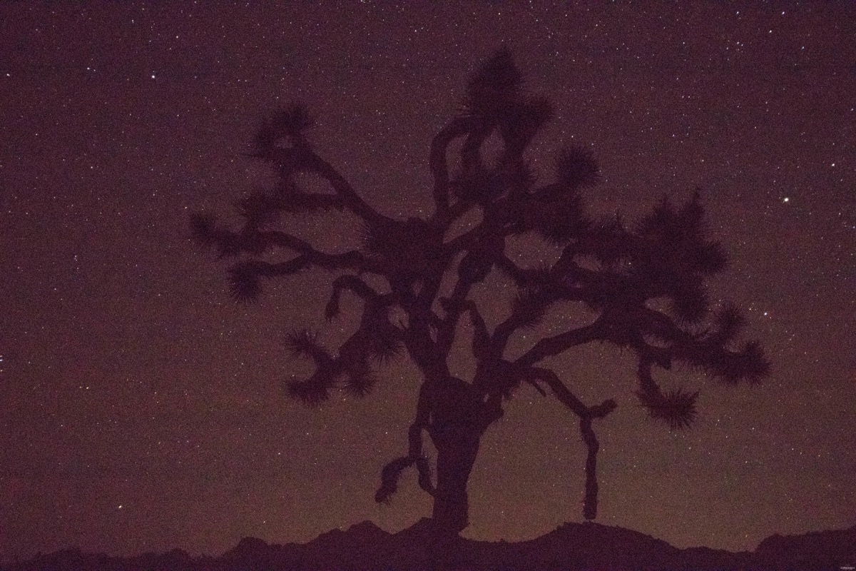 Visitez Joshua Tree, le pays des cactus. Blog sur la Californie désertique. Blog Joshua Tree