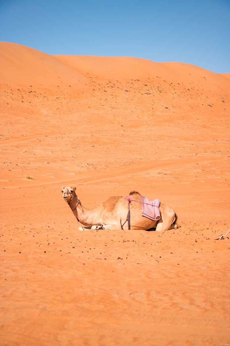 Passer une nuit dans le désert à Oman, quel camp choisir dans le désert à Oman ?