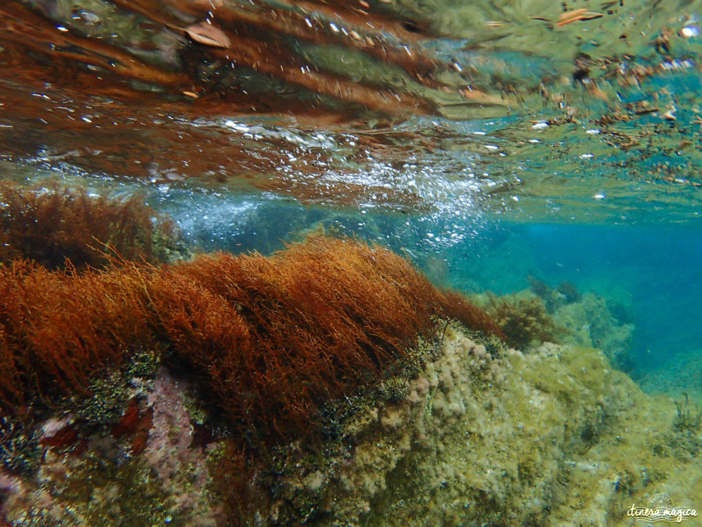 snorkeling port cros