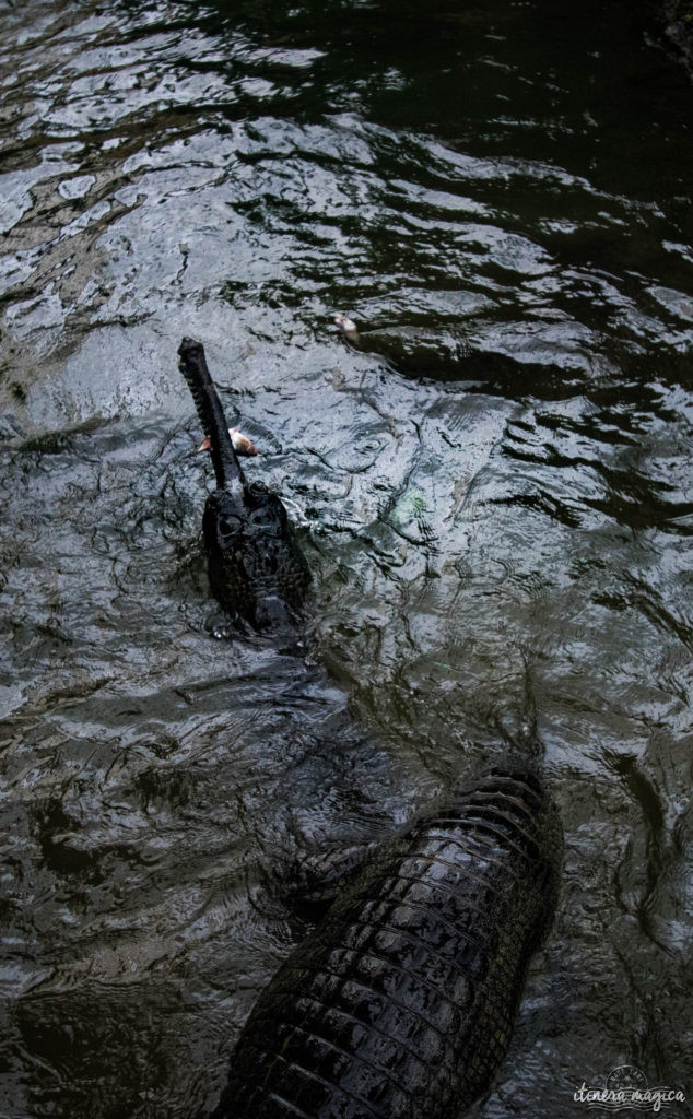 Que faire dans la Drôme ? Visiter la Ferme aux crocodiles ! Le paradis des reptiles: crocodiles, pythons, iguanes, tortues géantes, et bien d'autres animaux