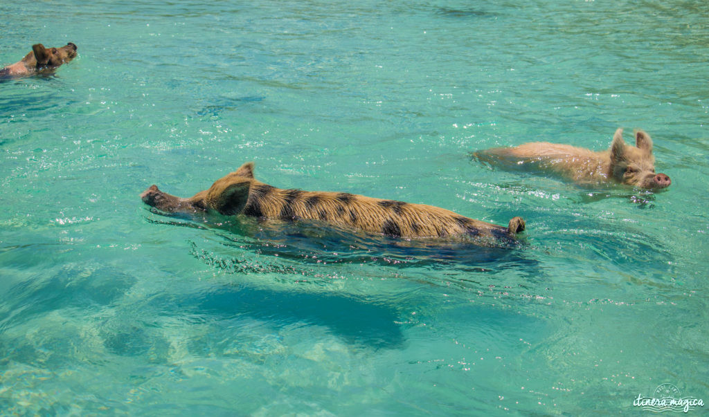 Pourquoi et comment aller aux Bahamas ? Quelle île choisir ? Guide du pays de Pirate des Caraïbes