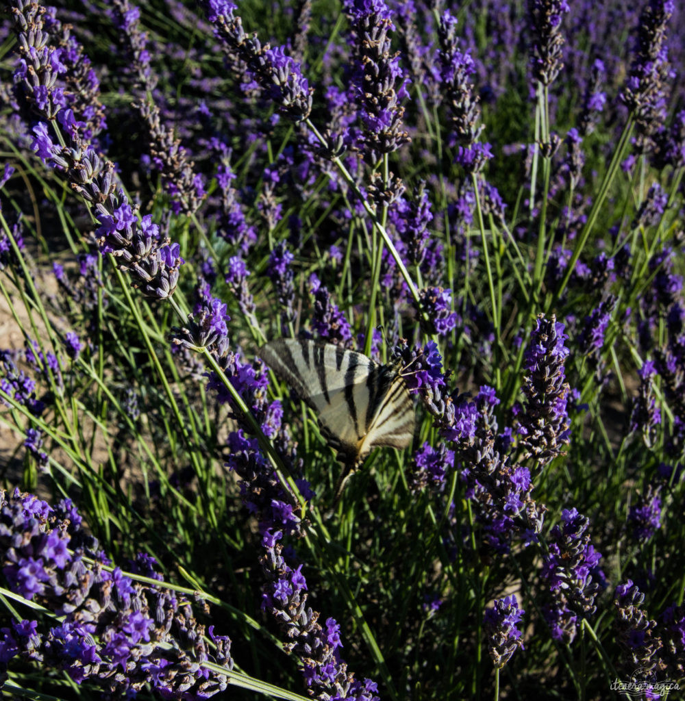 lavendel in der drôme provençale