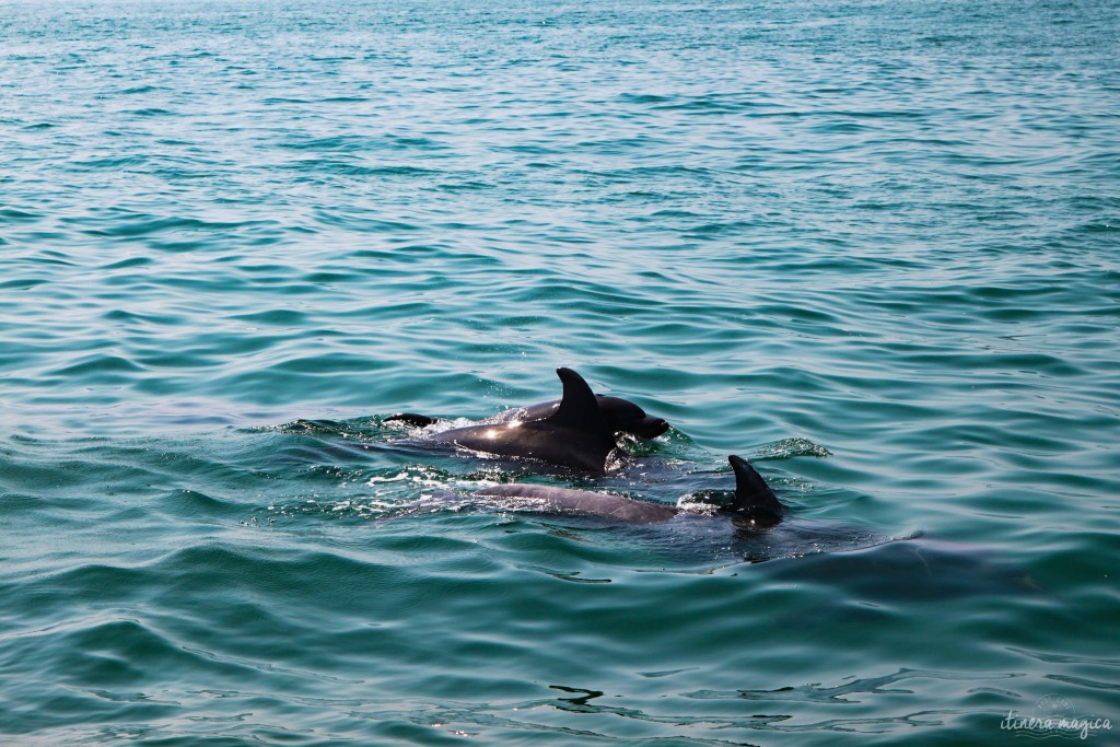 Dolphins in Setubal. 