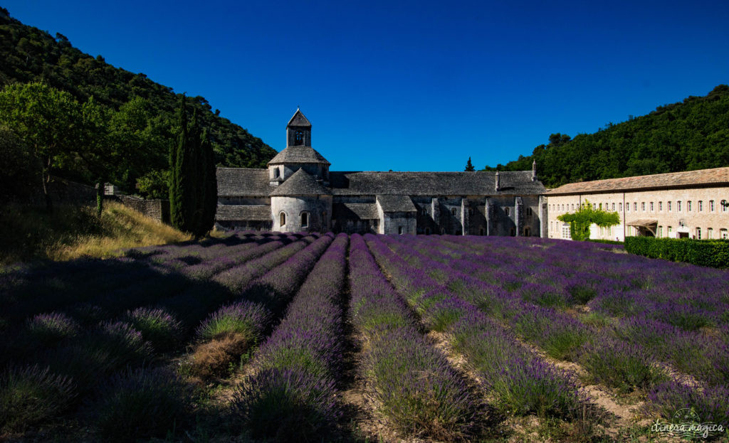 Abbaye de Sénanque