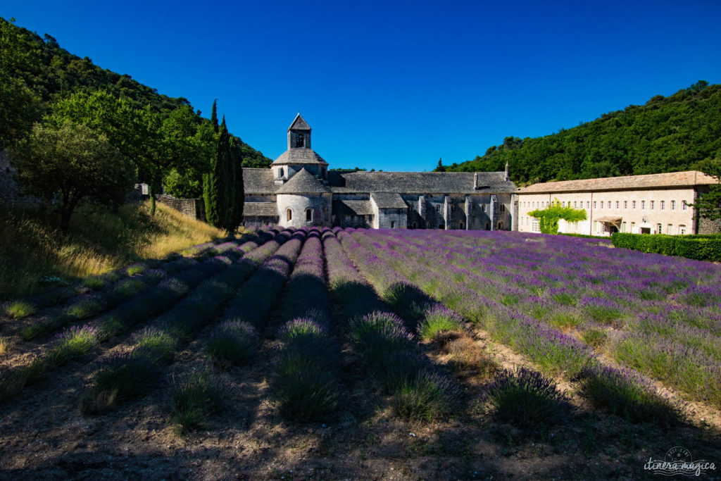 Where to see the most beautiful lavender fields in Provence? Secret tips by a local