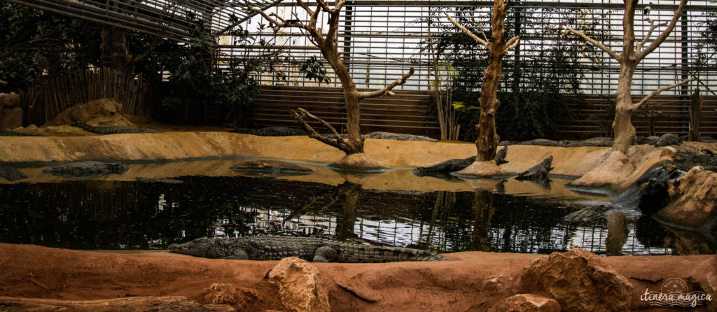 Que faire dans la Drôme ? Visiter la Ferme aux crocodiles ! Le paradis des reptiles: crocodiles, pythons, iguanes, tortues géantes, et bien d'autres animaux