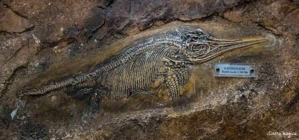 Que faire dans la Drôme ? Visiter la Ferme aux crocodiles ! Le paradis des reptiles: crocodiles, pythons, iguanes, tortues géantes, et bien d'autres animaux