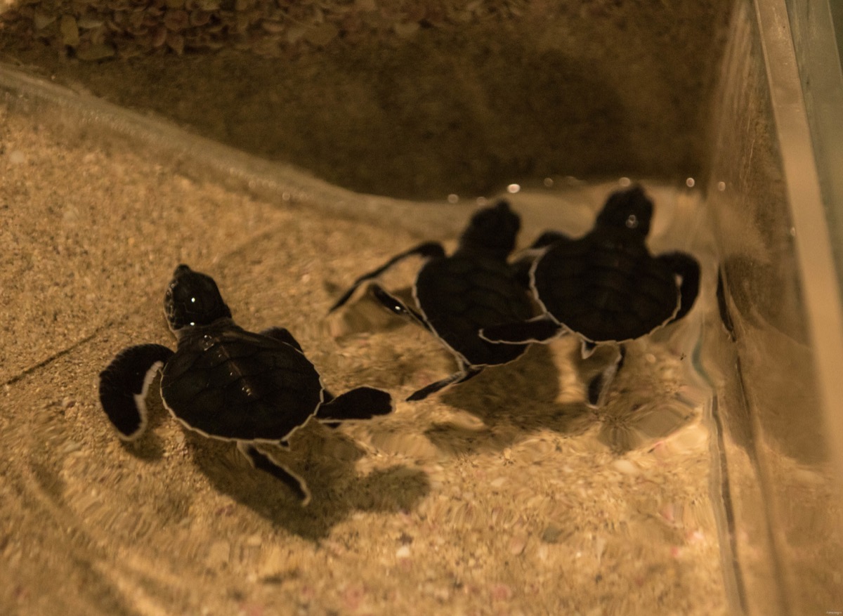 réserve tortues oman ras al jinz hotel