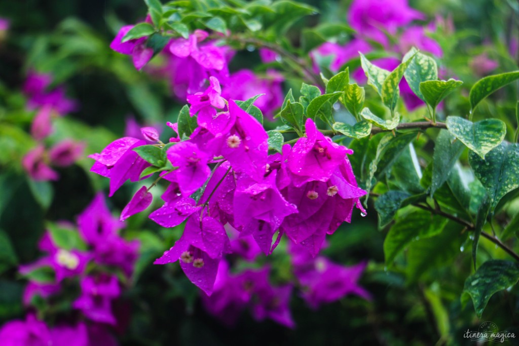 Bougainvilliers en fleur.