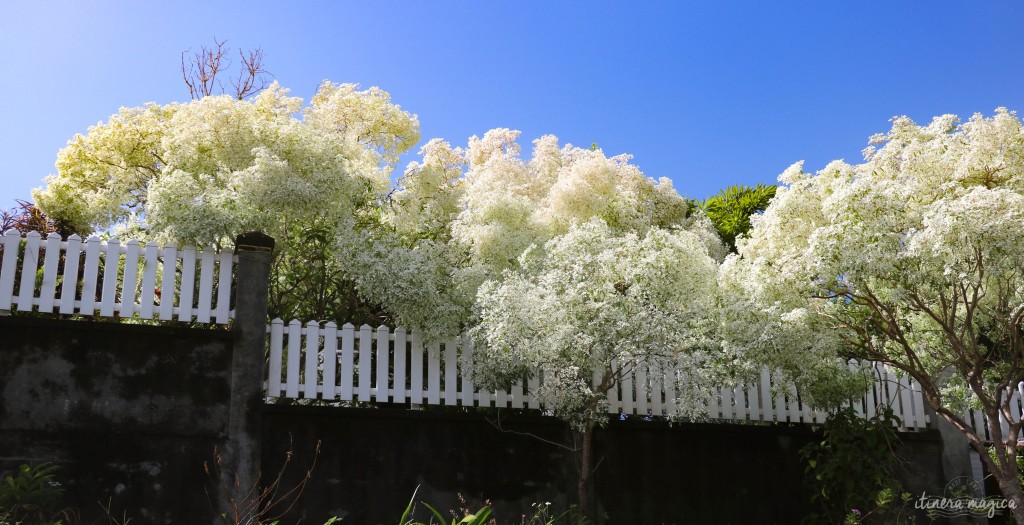 Merveilleux flamboyants blancs.