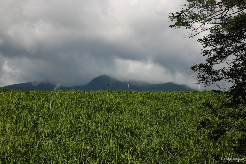 Des champs de canne, et la nébuleuse Souffrière.