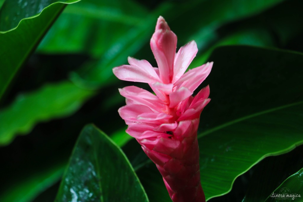 Alpinia rose.