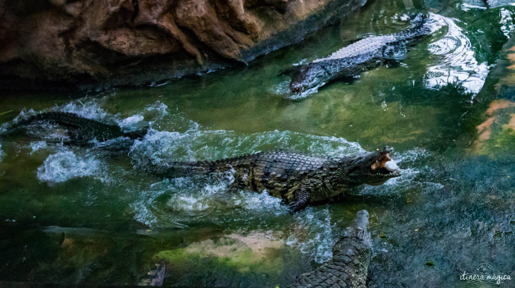 Que faire dans la Drôme ? Visitez la ferme aux crocodiles de Pierrelatte, le paradis des reptiles !