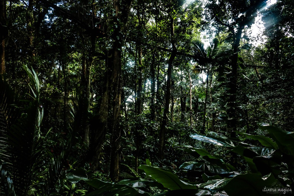 Visions de la jungle, au parc des Mamelles.