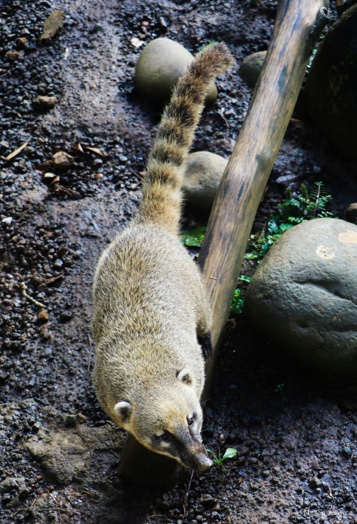 Coati, également présent à l'état sauvage en Guadeloupe.