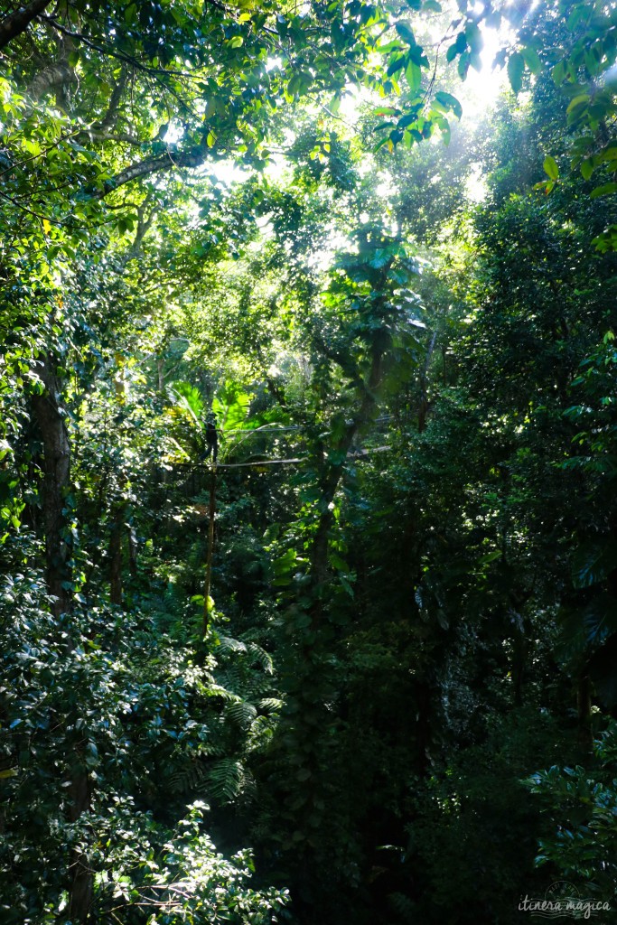 Jungle touffue de la Basse-Terre.