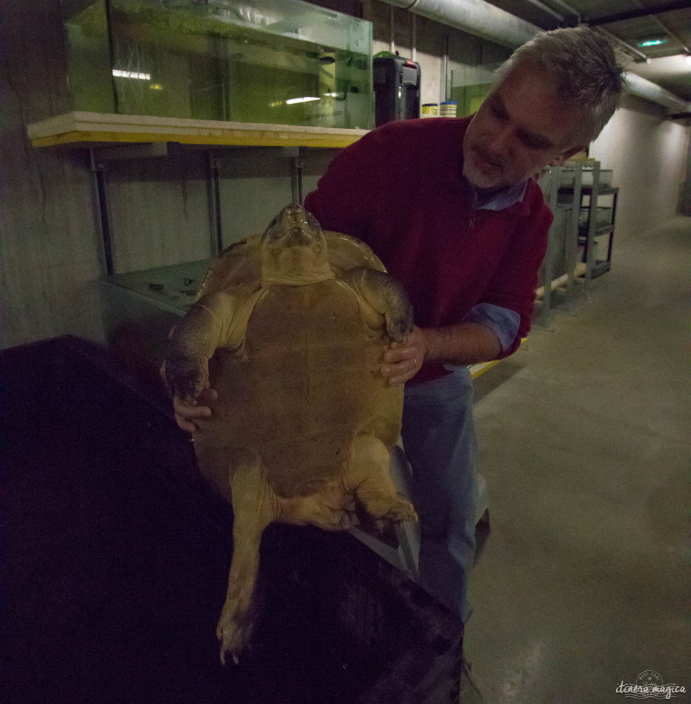 Que faire dans la Drôme ? Visiter la Ferme aux crocodiles ! Le paradis des reptiles: crocodiles, pythons, iguanes, tortues géantes, et bien d'autres animaux