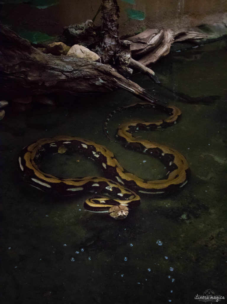 Que faire dans la Drôme ? Visiter la Ferme aux crocodiles ! Le paradis des reptiles: crocodiles, pythons, iguanes, tortues géantes, et bien d'autres animaux