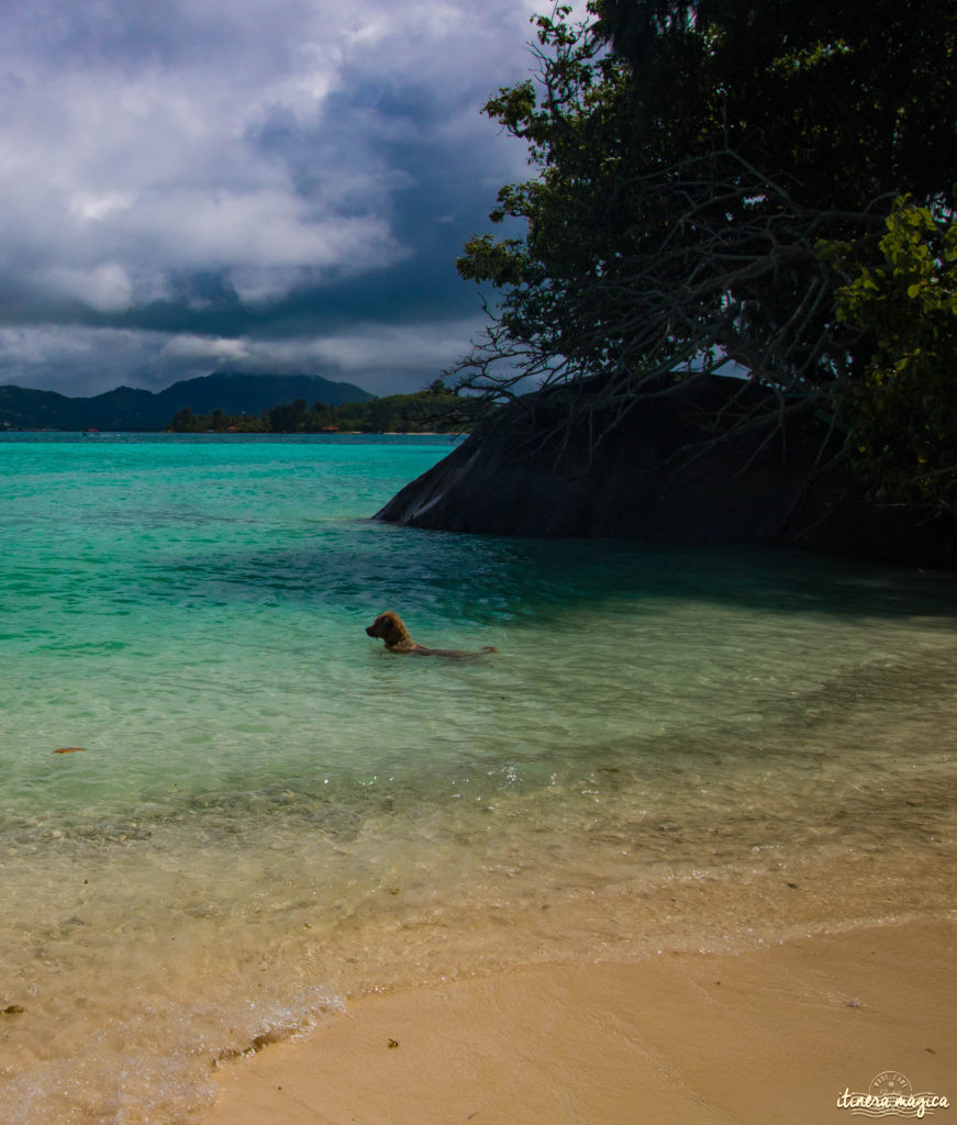 Vous rêvez d'un voyage aux Seychelles ? Je vous livre les clefs du paradis. Itinéraires, excursions, hôtels, astuces, bons plans sur Itinera Magica.