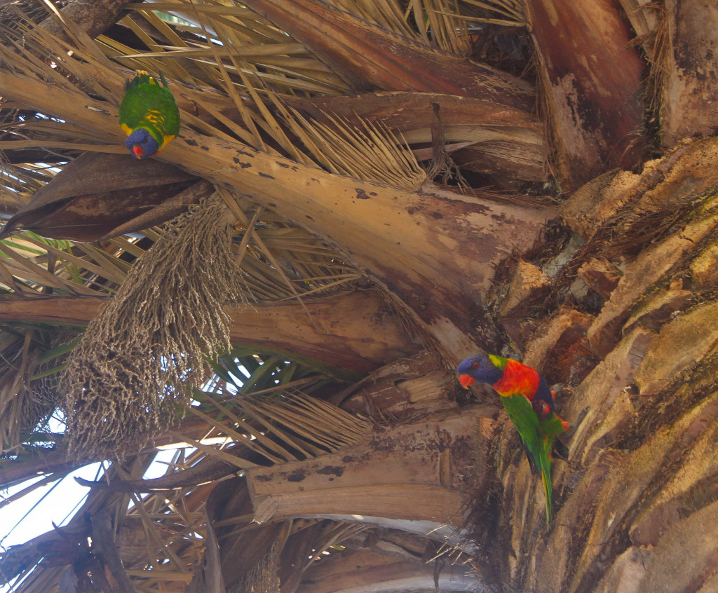 oiseaux palmier australie inséparables