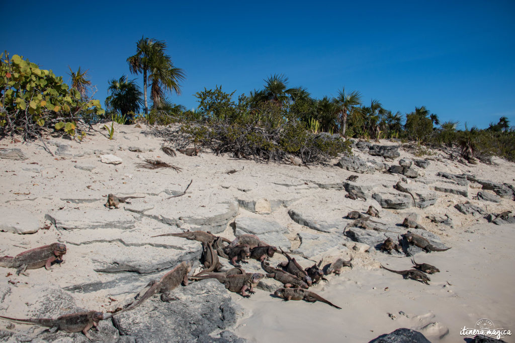 Pourquoi et comment aller aux Bahamas ? Quelle île choisir ? Guide du pays de Pirate des Caraïbes