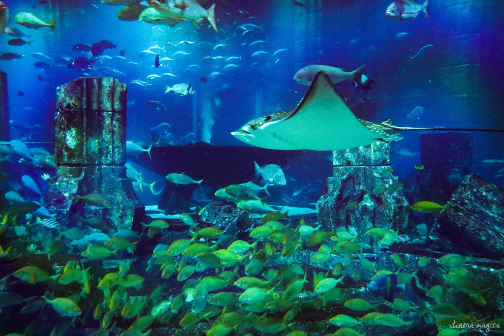 Dubaï aquarium Atlantis voyage