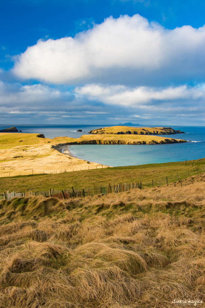 Aller à Shetland, au nord de l'Ecosse : dépaysement total, épopée viking et plages de rêve