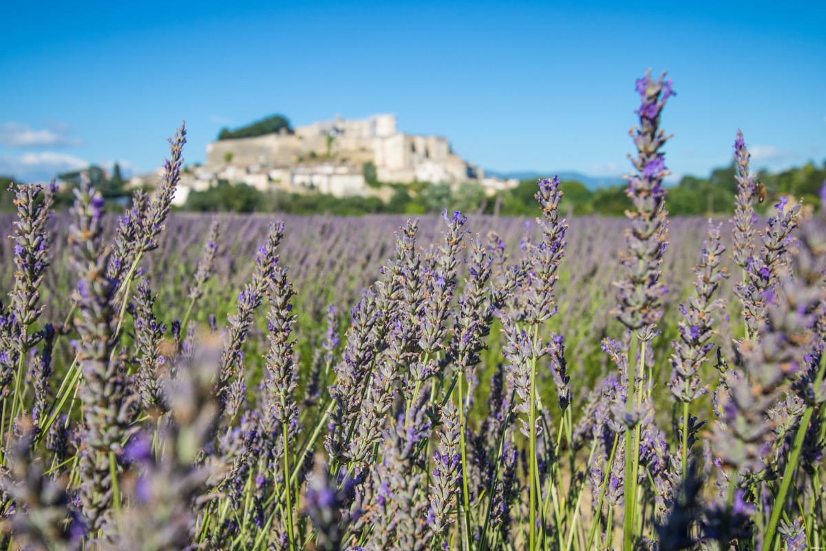 Où voir de la lavande en Drôme provençale ?