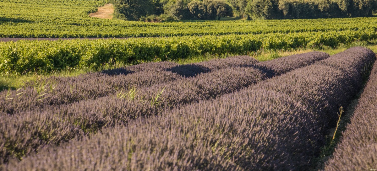 Where to see the most beautiful lavender fields in Provence? Secret tips by a local