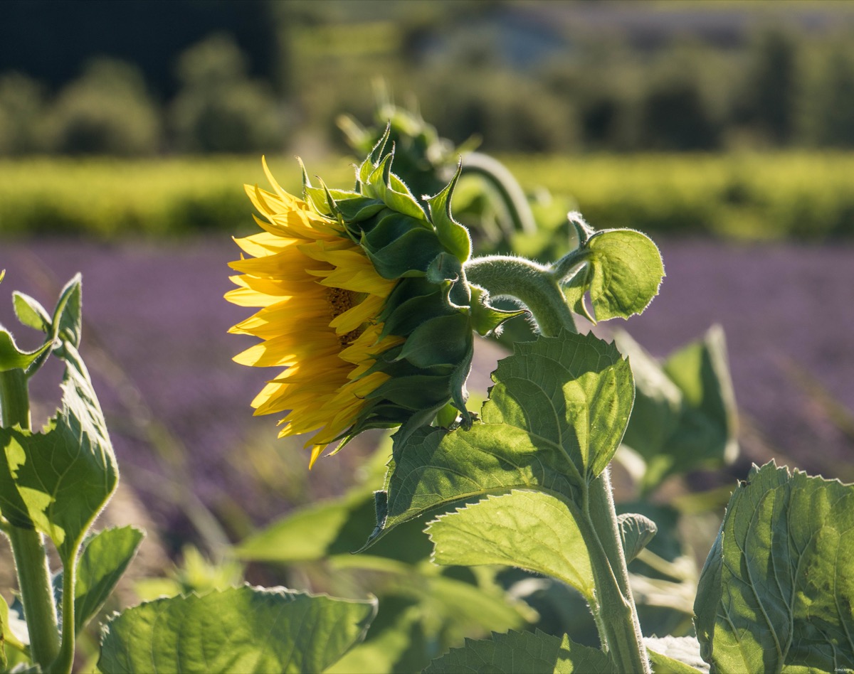 Où voir des lavandes en Drôme Provençale ?