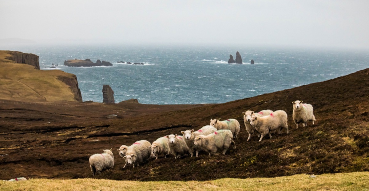 Que voir à Shetland ?