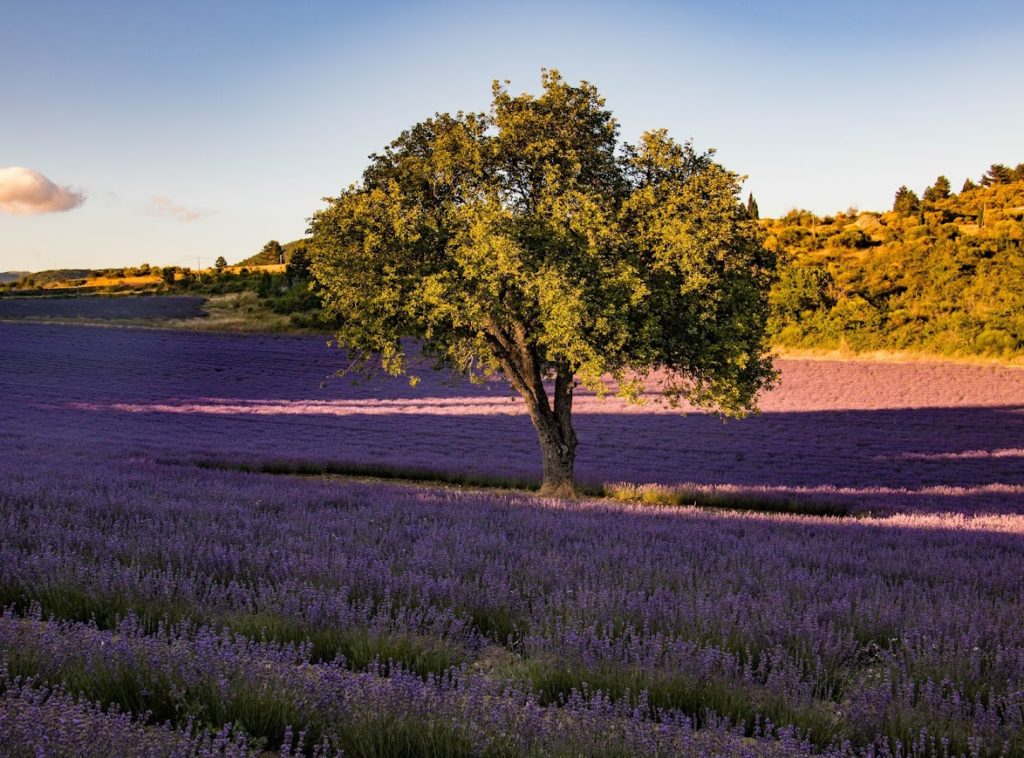 Où voir les lavandes de la Drôme ? Lavandes baronnies provençales