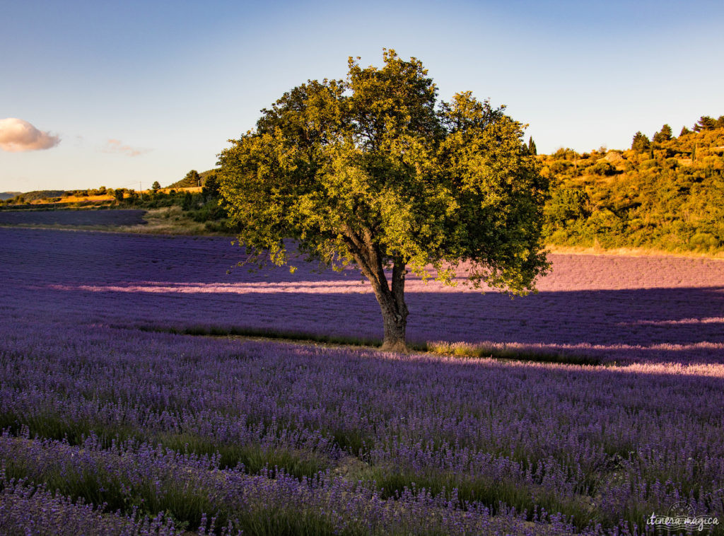 Lavender fields in Provence: secret tips by a local