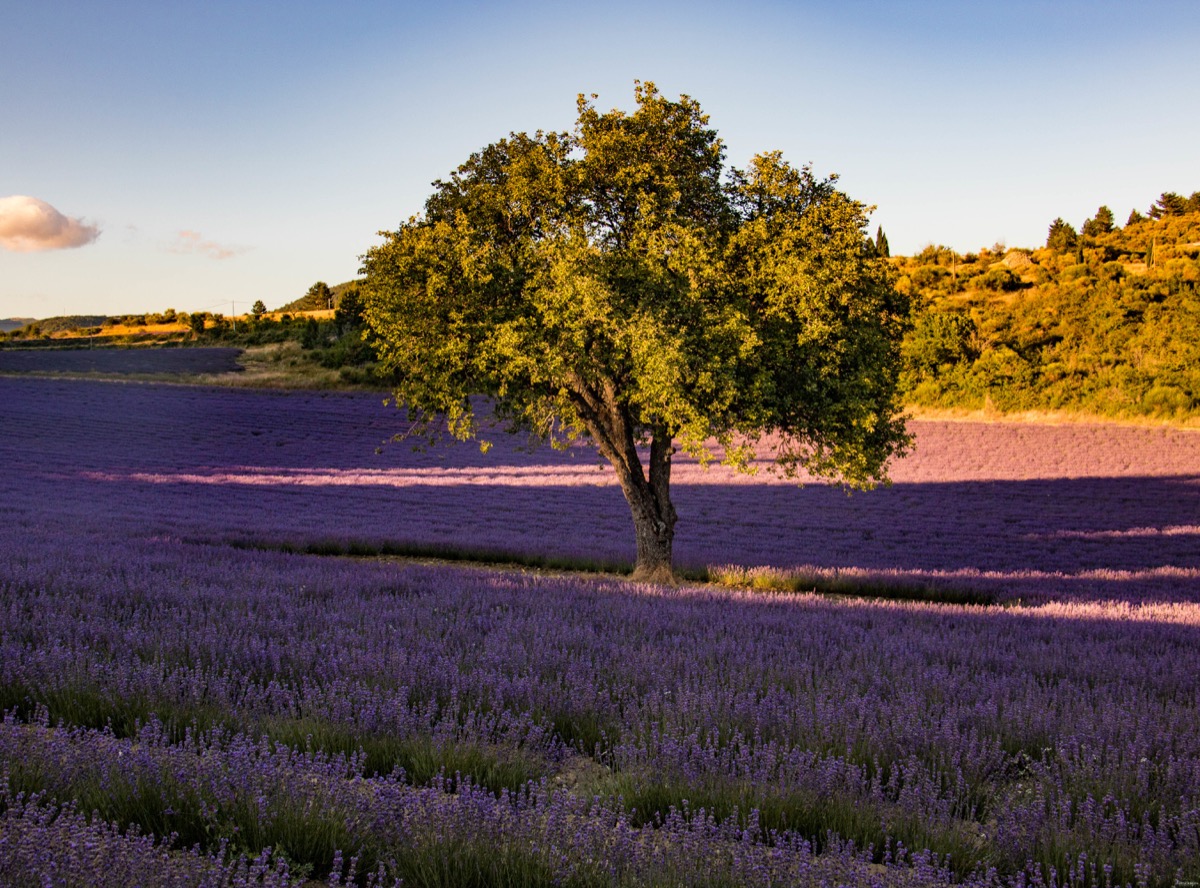Where to see the most beautiful lavender fields in Provence? Secret tips by a local