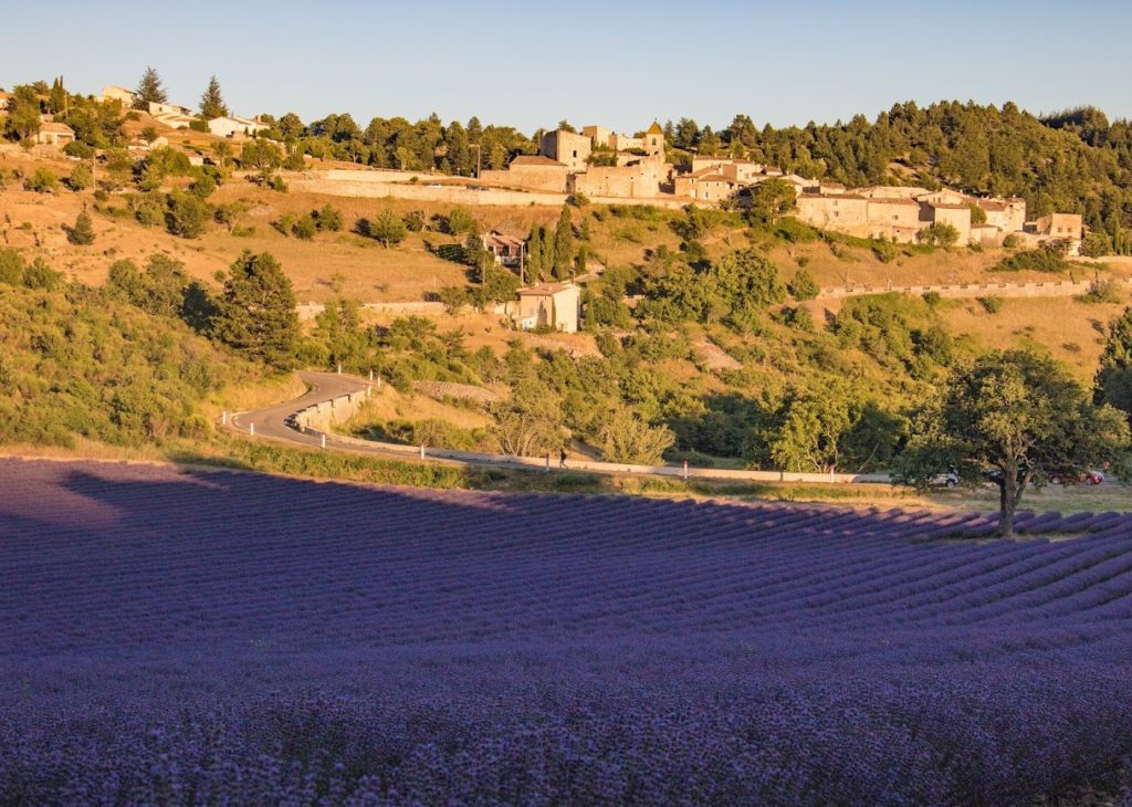 Où voir les lavandes de la Drôme ? Lavandes baronnies provençales