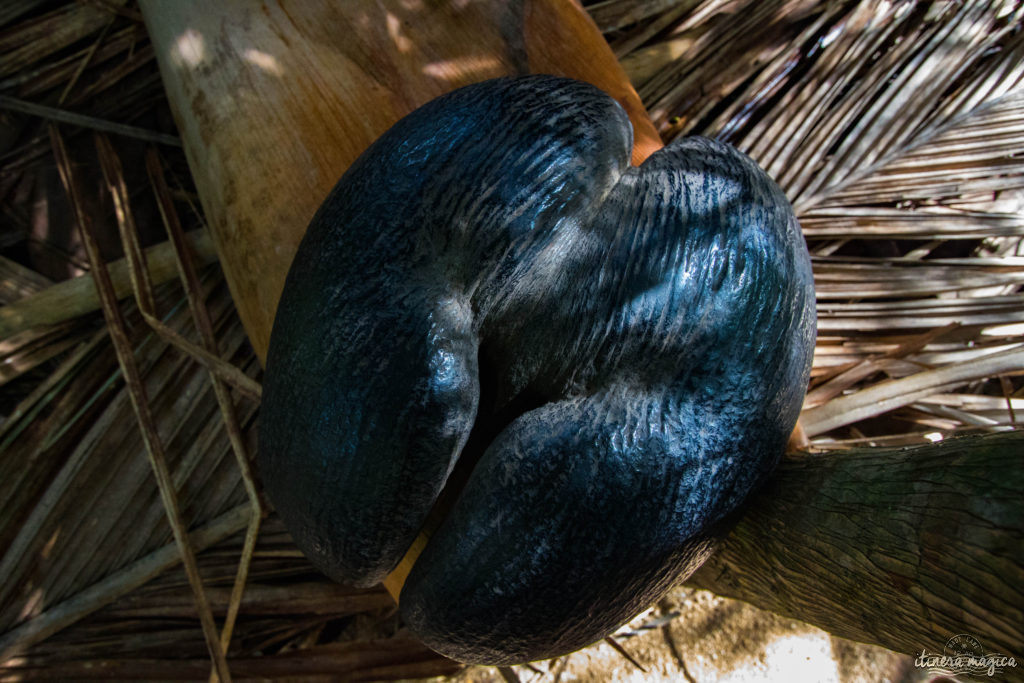 Seychelles: les plus belles plages du monde, des paysages paradisiaques, des tortues géantes, une faune et une flore uniques. Découvrez le paradis dans l'océan Indien !