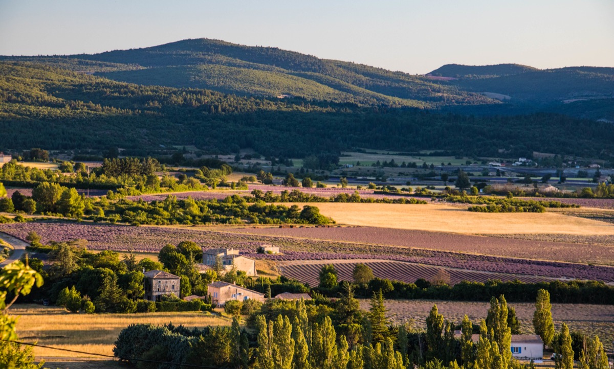 Where to see the most beautiful lavender fields in Provence? Secret tips by a local