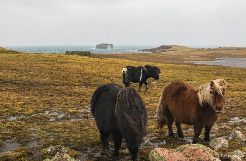 shetland iles du nord